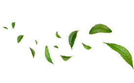 decor-leaf