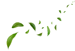 decor-product-leaf