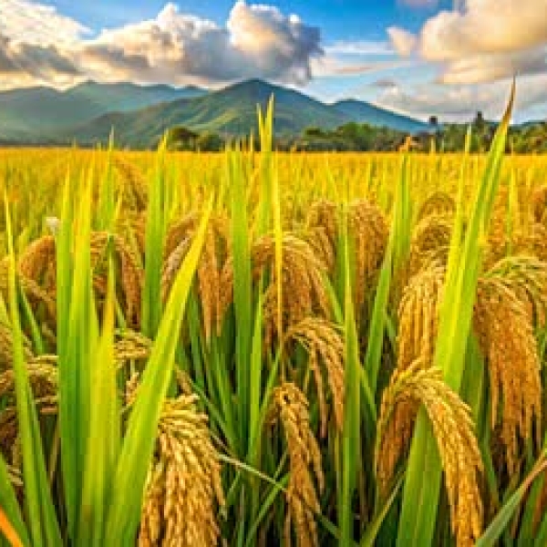  Top phân bón tốt cho lúa hiện nay